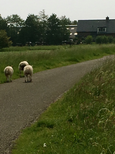 Sheep Crossing